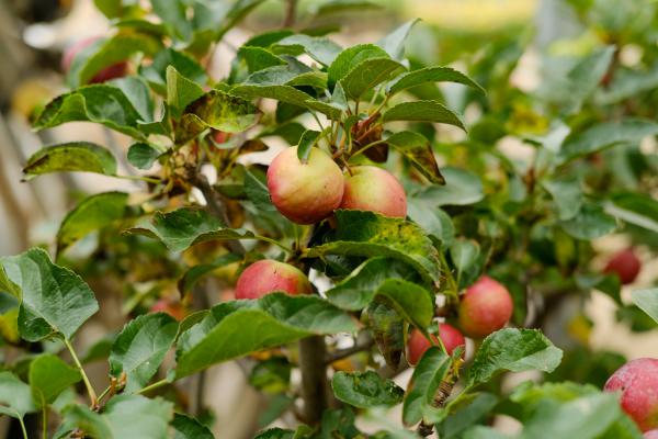 大连适合养什么花,市花和市树是什么