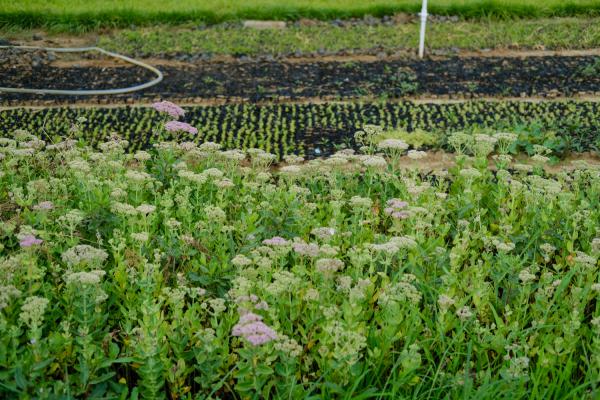 沈阳适合养什么花，市花和市树是什么