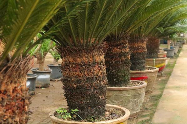 武汉适合养什么花,市花和市树是什么