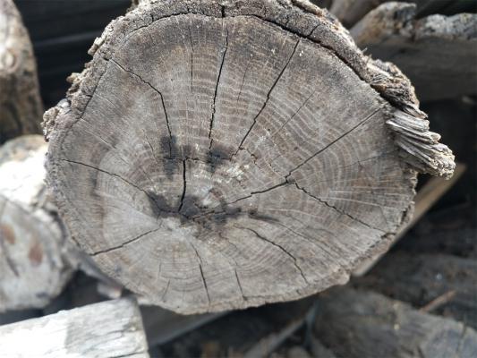 大树的年轮较密的向什么面，年轮能告诉我们什么