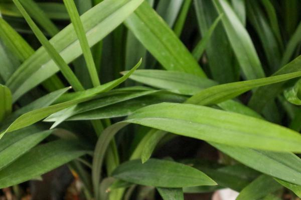 兰花花苞多久可以开花，长花苞后一直不开花怎么办