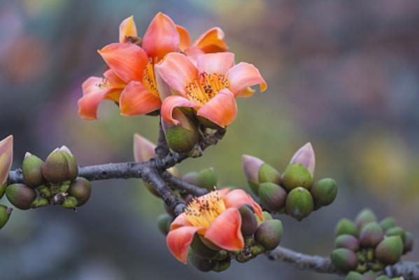 木棉是什么，是花还是树