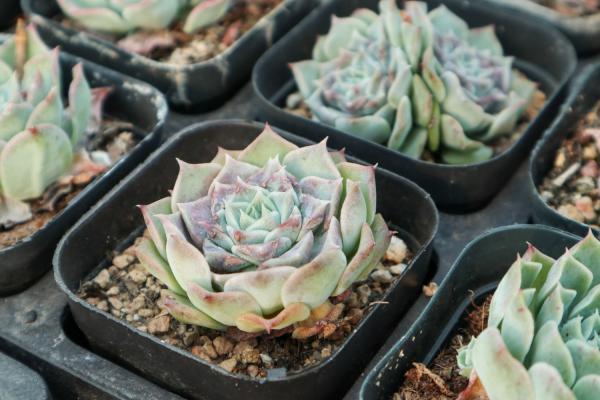 小红衣多肉怎么养,用什么盆养