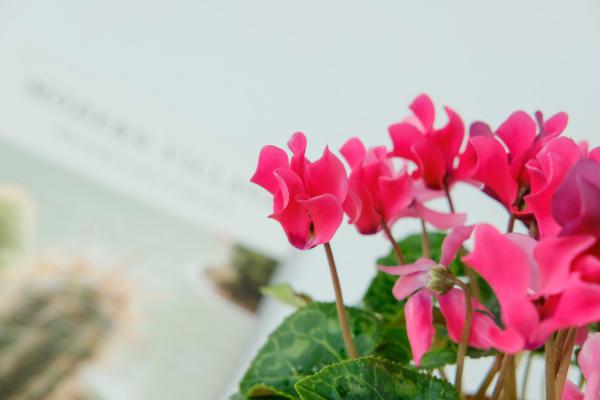 仙客来放在什么地方好,放卧室好不好