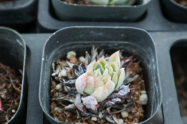 苯巴蒂斯多肉怎么养，如何繁殖