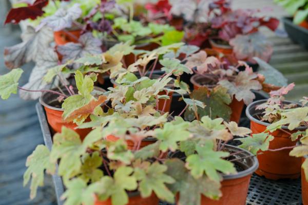 矾根怎么养，矾根图片