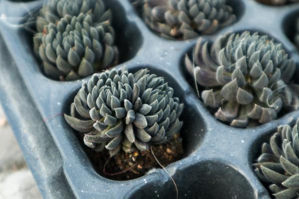 多肉奥利维亚怎么养