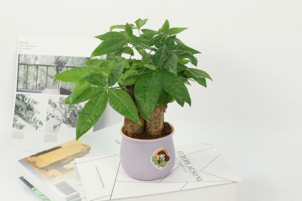 发财树的花语和寓意,有什么传说故事