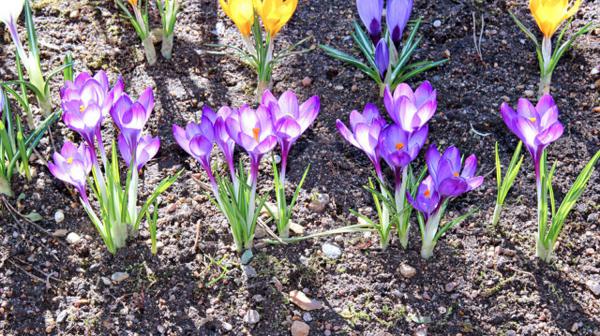 番红花的花语和寓意，有什么传说故事