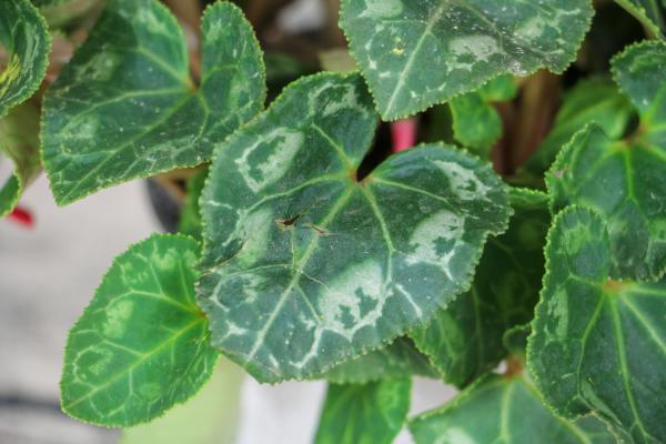 仙客来花期多久,开花期怎么养