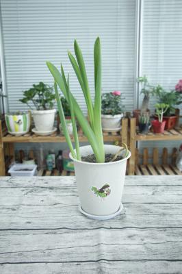 风信子怎么繁殖新种球