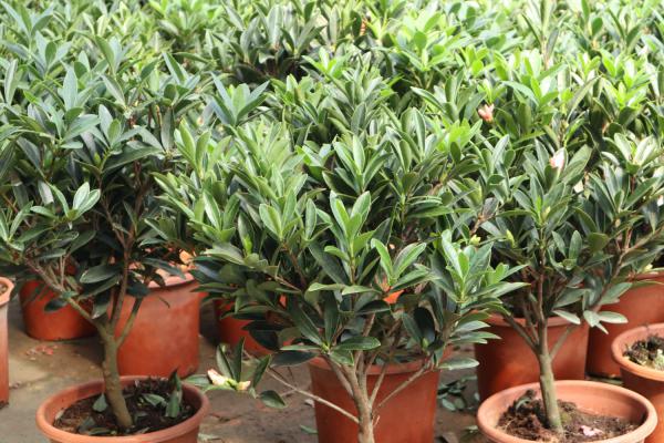 茶花施肥用什么肥料,茶花施肥过多怎么办