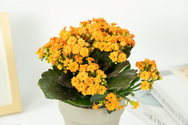 长寿花是什么样子的,是酸性还是碱性