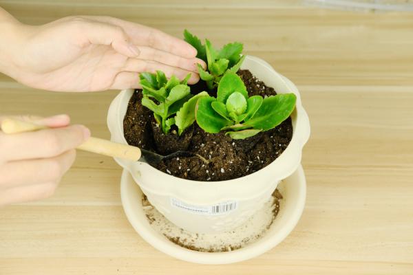 长寿花是什么科的植物,长寿花的花期