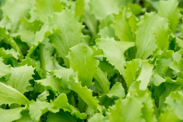 生菜是什么的变种，露地生菜浇水的时间多久浇一次