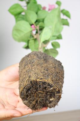 三角梅是梅花的一种吗,是什么季节开花