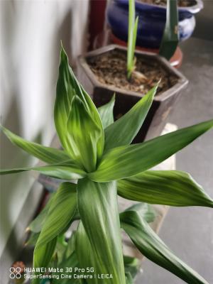 富贵竹有什么作用和功效,富贵竹有什么风水意义