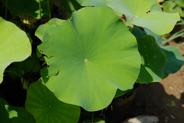 莲花有什么品种，莲花品种简介