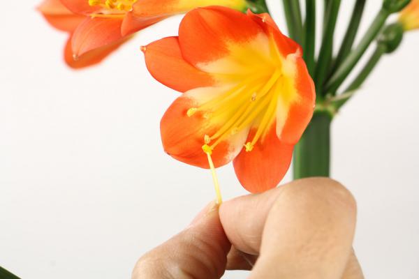 君子兰是什么花,是室内花还是室外花