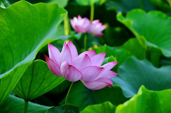 莲花繁殖方式，莲花能自己在家繁殖吗