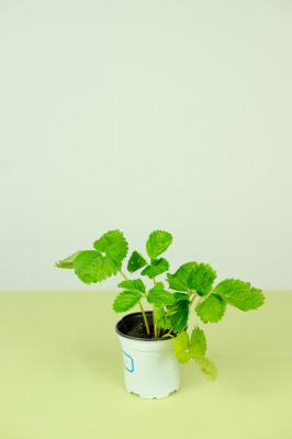 草莓几月份成熟，草莓采摘季节