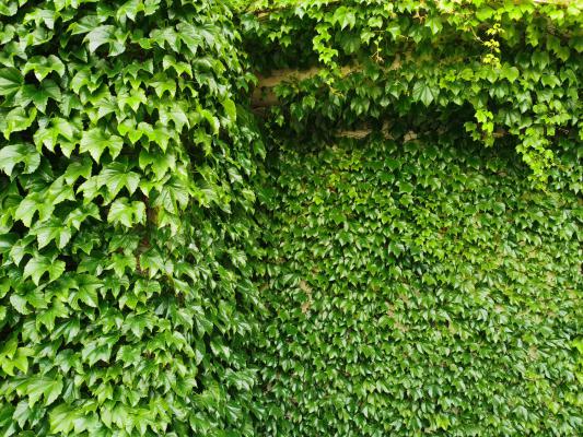 爬山虎需要施肥吗，什么时间施肥