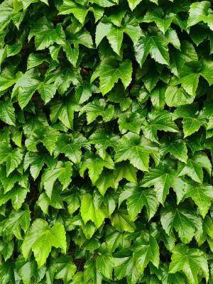 爬山虎是怎样往上爬的,怎样繁殖剪枝