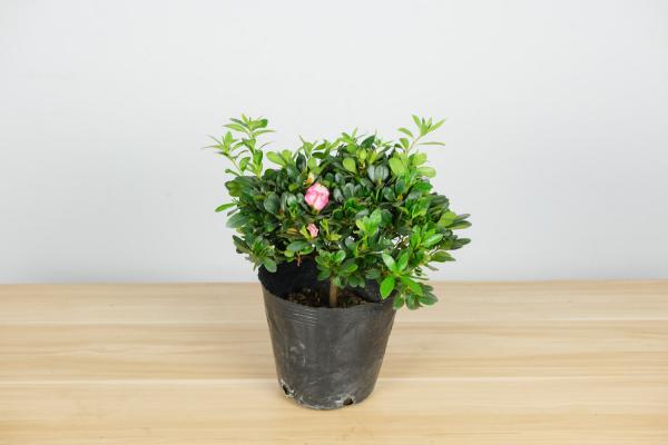 杜鹃小苗养几年能开花,小苗价格