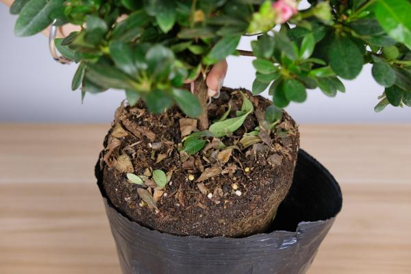 杜鹃换盆时间,换盆注意事项