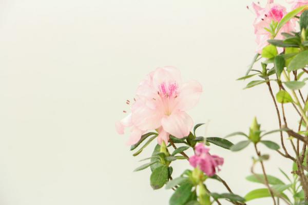 杜鹃冬季落叶吗,叶子发白怎么回事