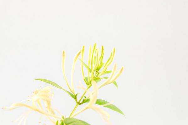 金银花怎么晒干不变色，怎么晒干保存