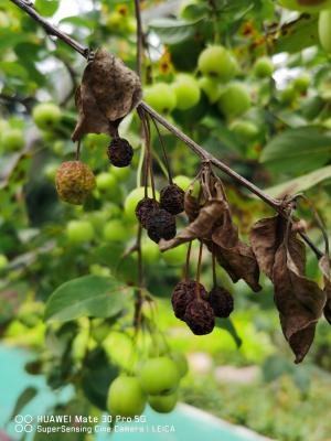 海棠花秋季的养殖方法，怎么扦插