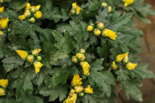 多头菊是温室花卉吗，冬天能放室外吗