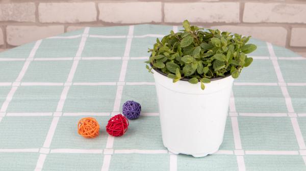 薄荷施什么肥,薄荷施肥时的两大注意