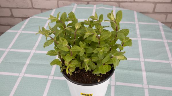薄荷养殖方法和注意事项,薄荷怎么养才能爆盆