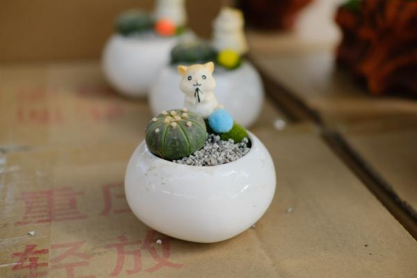 星兜的养殖方法,适合用深盆还是浅盆