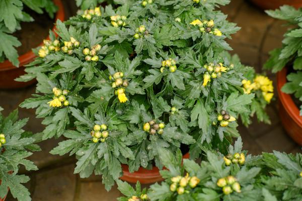 菊花怕雨淋吗,淋雨后会死吗