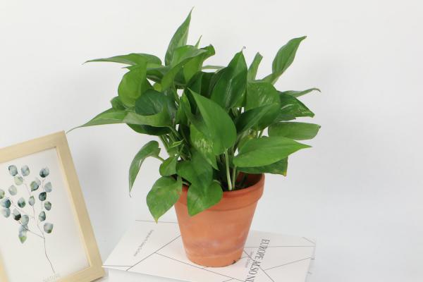 绿萝小苗是什么样子,怎样移栽绿萝小苗