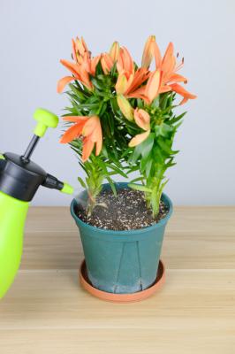 百合品种，什么样的百合能吃