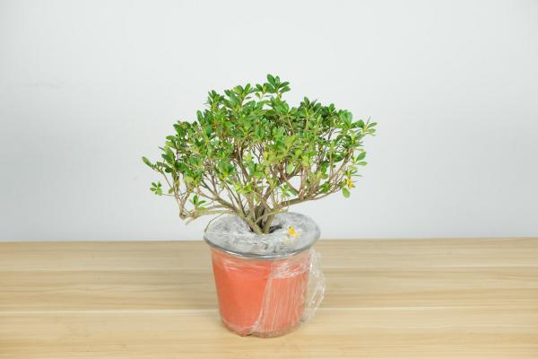 杜鹃花是什么季节开的，杜鹃花图片