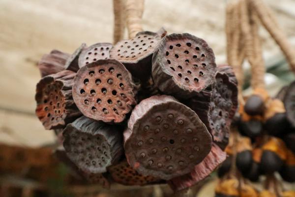 开放的荷花像什么,开在什么季节