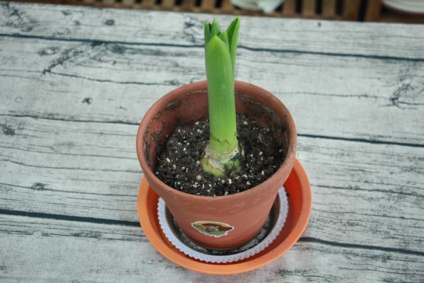 风信子花期,风信子的花语