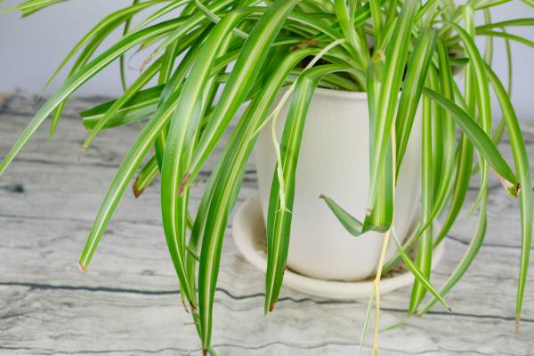 吊兰多少钱一盆，吊兰价格