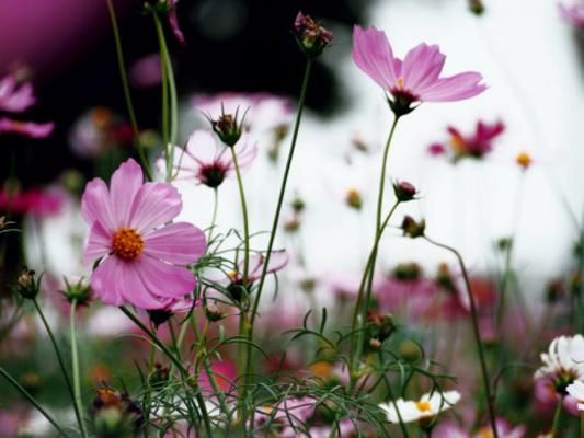 格桑花是什么花，格桑花什么时候开