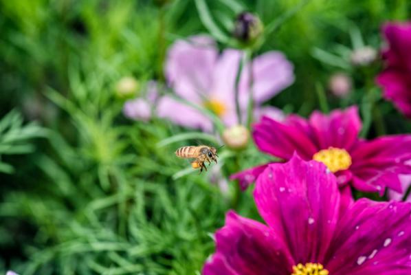 格桑花开的时候，格桑花图片
