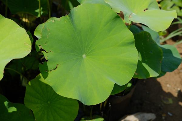 荷花在什么季节开放,荷花花期