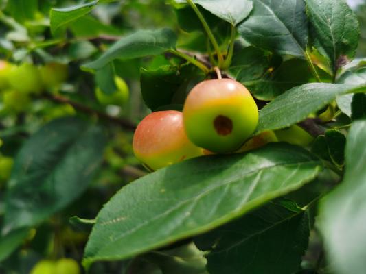海棠花什么时候开，海棠花图片