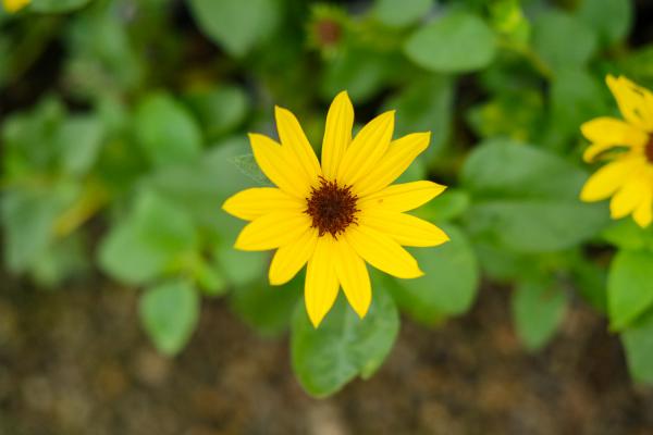 向日葵种子,向日葵几天发芽