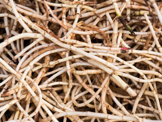 鱼腥草的几个别名,鱼腥草有几个品种