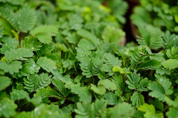 含羞草长什么样子,含羞草种子图片